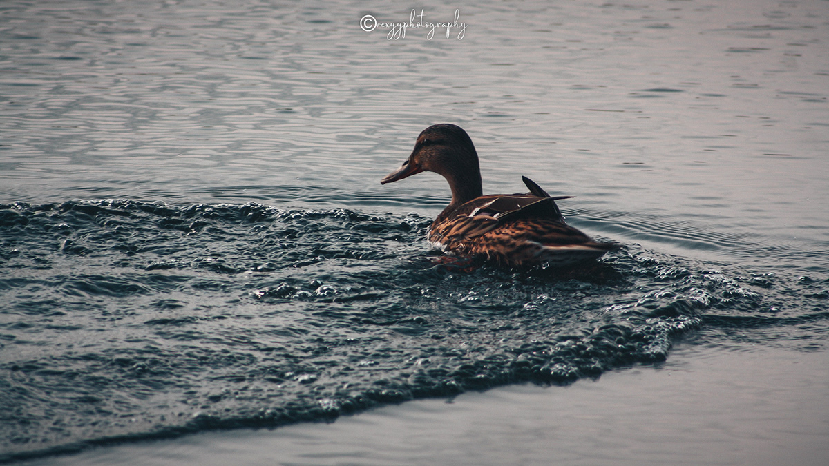 Wildlife
